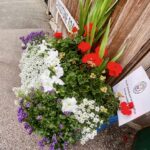 a display of purple white and red flowers in a planter on the pavement on Livingstone Road