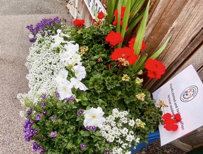 a display of purple white and red flowers in a planter on the pavement on Livingstone Road