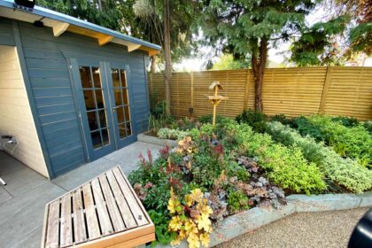Beds of evergreen shruns and a blue painted shed at Age UK Croydon's Alan Titchmarsh garden in Thornton Heath