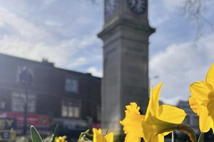 Daffodils at Thornton Heath Clocktower