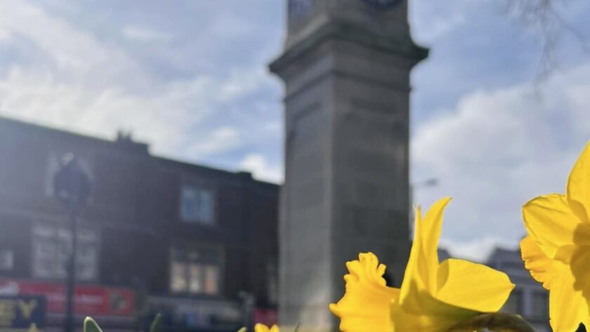 Daffodils at Thornton Heath Clocktower