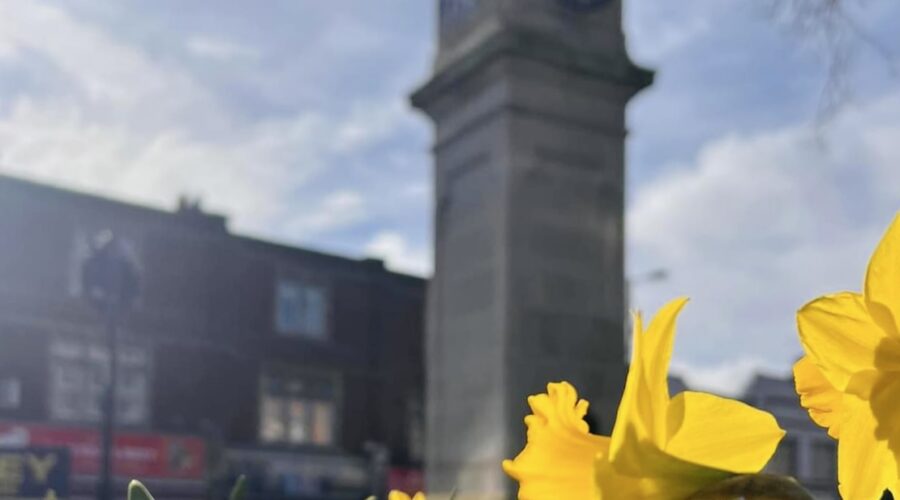 Daffodils at Thornton Heath Clocktower